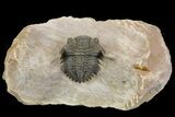 Metacanthina Trilobite - Lghaft, Morocco #153898-1